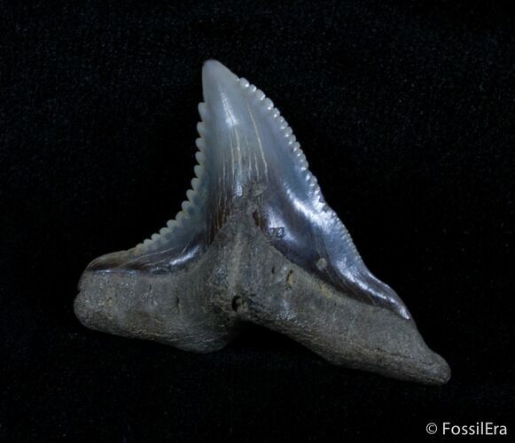 Large Hemipristis Serra Tooth - Maryland #3044